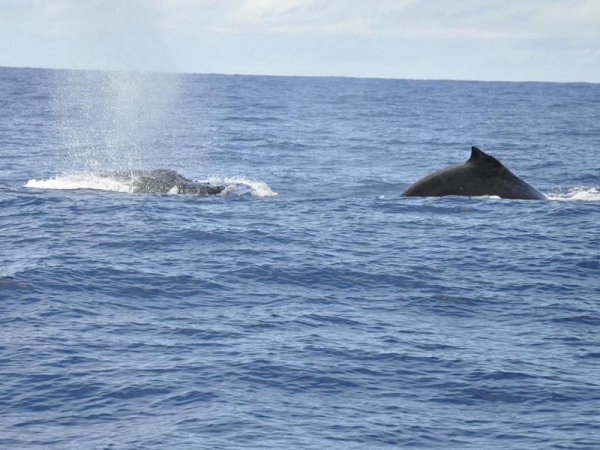 Whale-watching Boat Tour